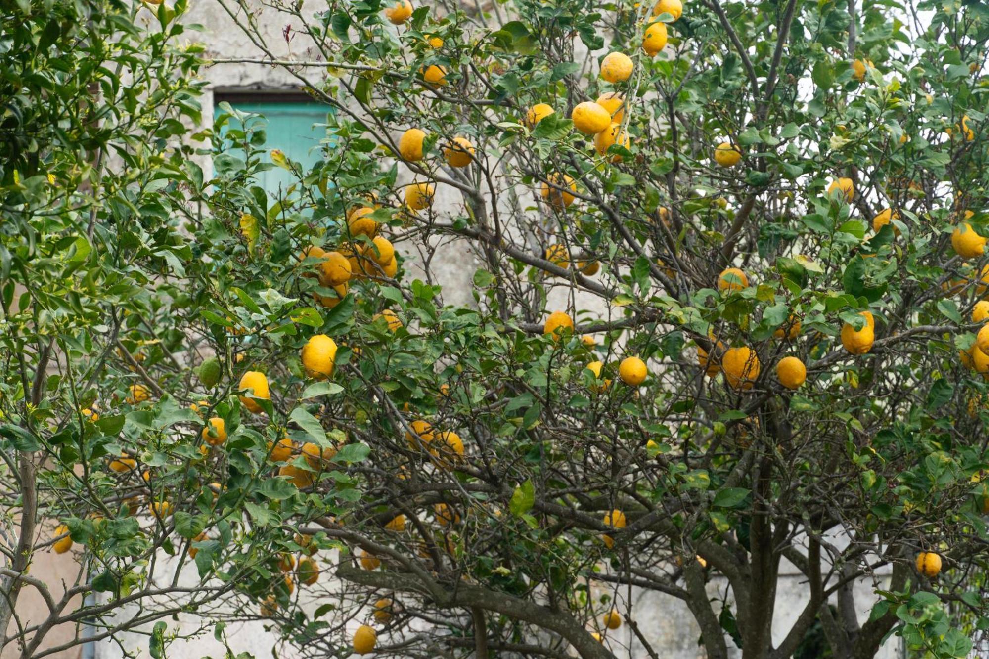 La Terrazza Sul Giardino Lejlighed Procida Eksteriør billede